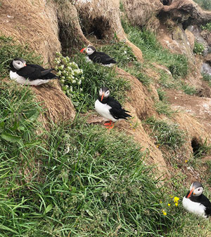 Puffins on their cliffside nests at the seashore (Source: Palmia Observatory)