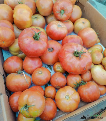 canning tomatoes water bath