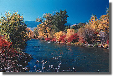 Salmon-Challis National Forest