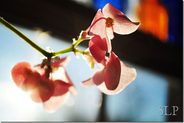 begonia in window