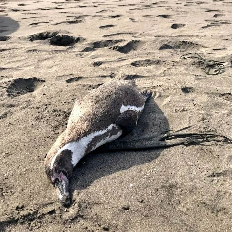 Caso positivo de influenza aviar en pingüino