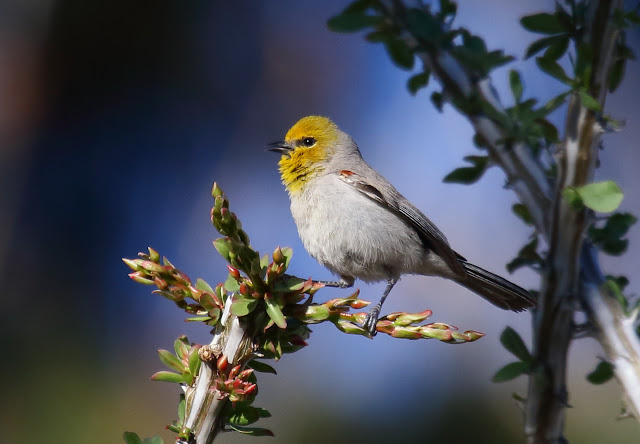 Verdin