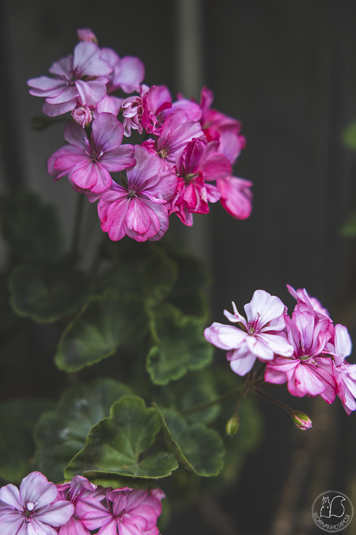 Pelargoni Pelargonium 'Nimismies'