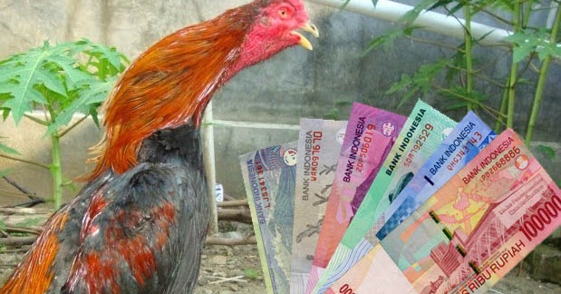 6 Ayam  Bangkok Termahal Harga hingga 250 Juta Rupiah 