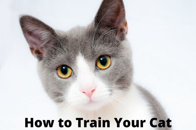 Cat training: How to train your cat in an easy way