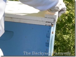 Swarm cells- The Backyard Farmwife