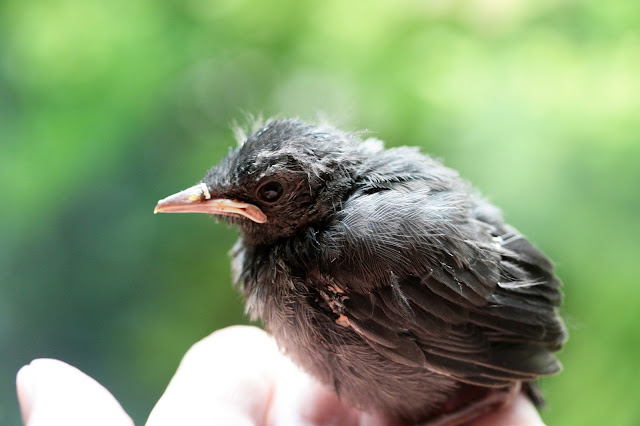 An orphaned baby bird sits on the Loser's hand.