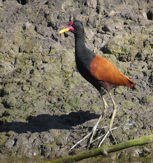 Wattled Jacana