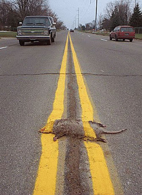 Un opossum écrasé sur une route américaine, avec double ligne jaune sur la tronche