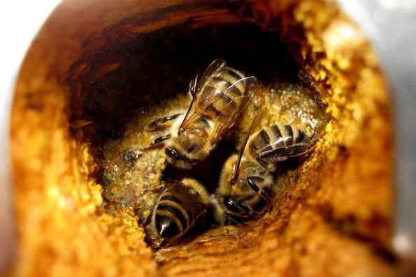 Propolis: a natural remedy with multiple health benefits