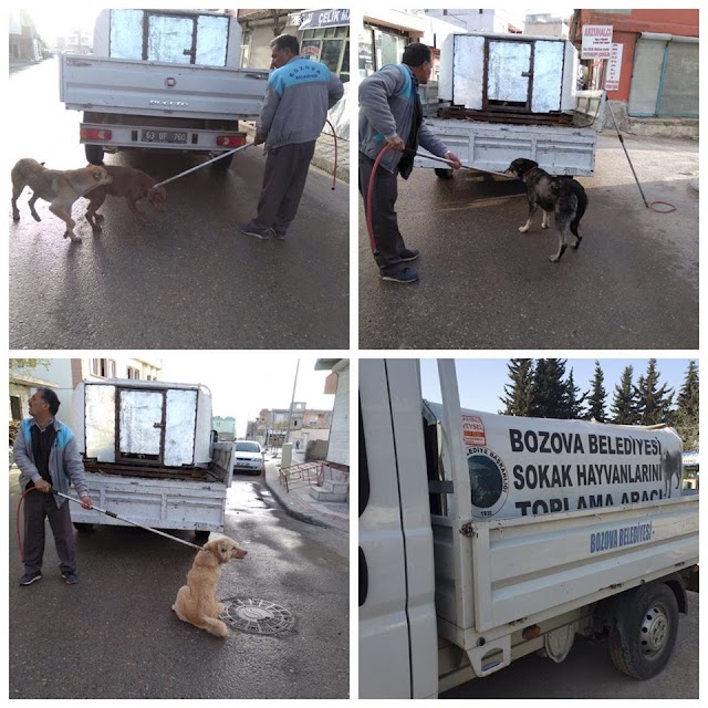 Bozova'da başıboş köpekler toplandı