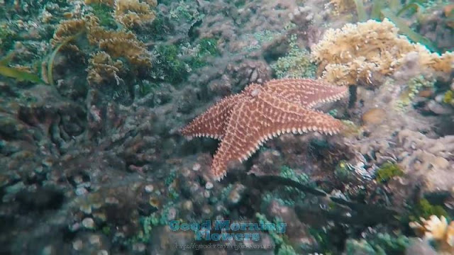 stringray-fish-near-colon-island