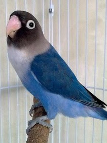 Lovebird Biru Cobalt Perso