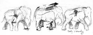 Elephant-Movement02