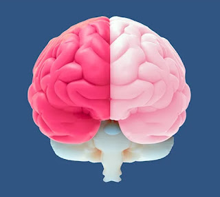 Artikel, Otak Kanan Manusia, Otak Kanan Manusia Adalah, Fungsi Otak Kanan, Fungsi Otak Kiri