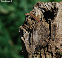 Lagartija ibérica (Podarcis hispanicus)