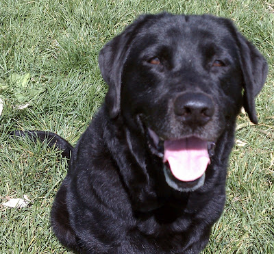 black Lab with pink tongue