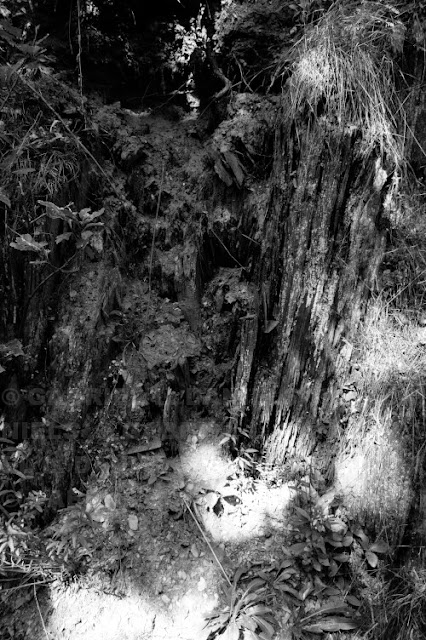 Tree stump and vegetation -- photo by Gabriel L. Daniels