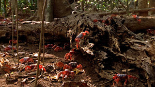 4 Red Crab Island