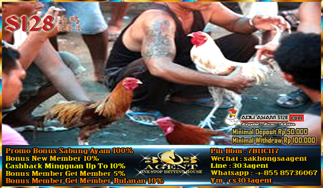  Situs Sabung Ayam Online S128