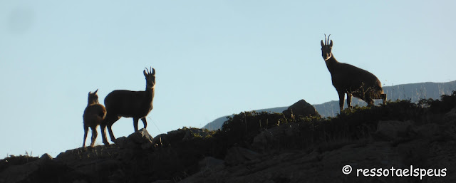 Ascensió al pic de Tort pel vessant sud