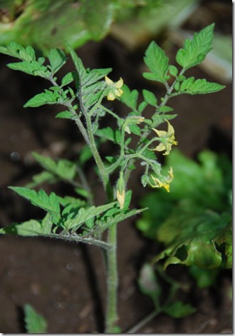 tomates DSC_021714