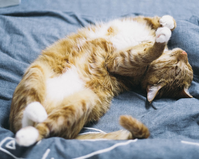 A relaxed cat lays on his tummy with his paws in the air - a sign of good quality of life