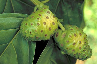 Noni fruit contains vitamins, minerals, amino acid