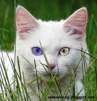 Kucingku Sayang Kucing  Putih Juga Punya Mitos
