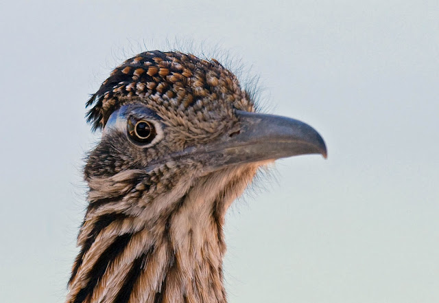 Greater Roadrunner