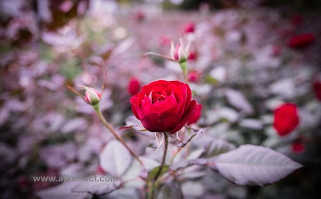 Red rose flower images hd - beautiful flower images download - rose wallpaper rose flower images download - NeotericIT.com