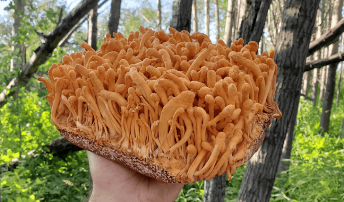 Cordyceps Mushroom Company in Rajasthan | Cordyceps mushroom supply | Biobritte mushroom lab