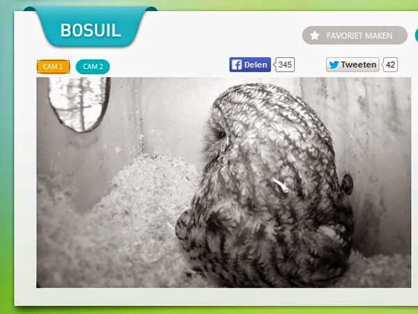 http://www.beleefdelente.nl/vogel/bosuil