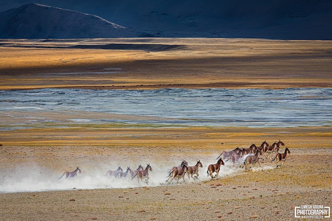A fleet of Tibetan Wild Asses at Tsokar, Ladakh UT, India