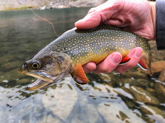 Brook trout at Sky Pond