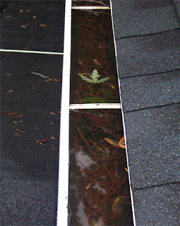 gutter cleaning