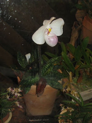 Grow and care Paphiopedilum delenatii orchid - Delanat's Paphiopedilum