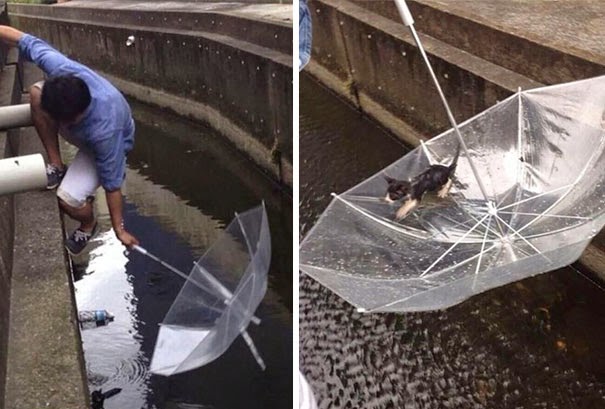 20+ Photos That Will Restore Your Faith In Humanity - Man Saves A Drowning Kitten With An Ubrella