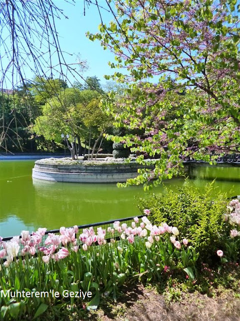 istanbulda erguvan zamanı