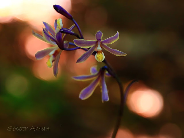 Lecanorchis japonica