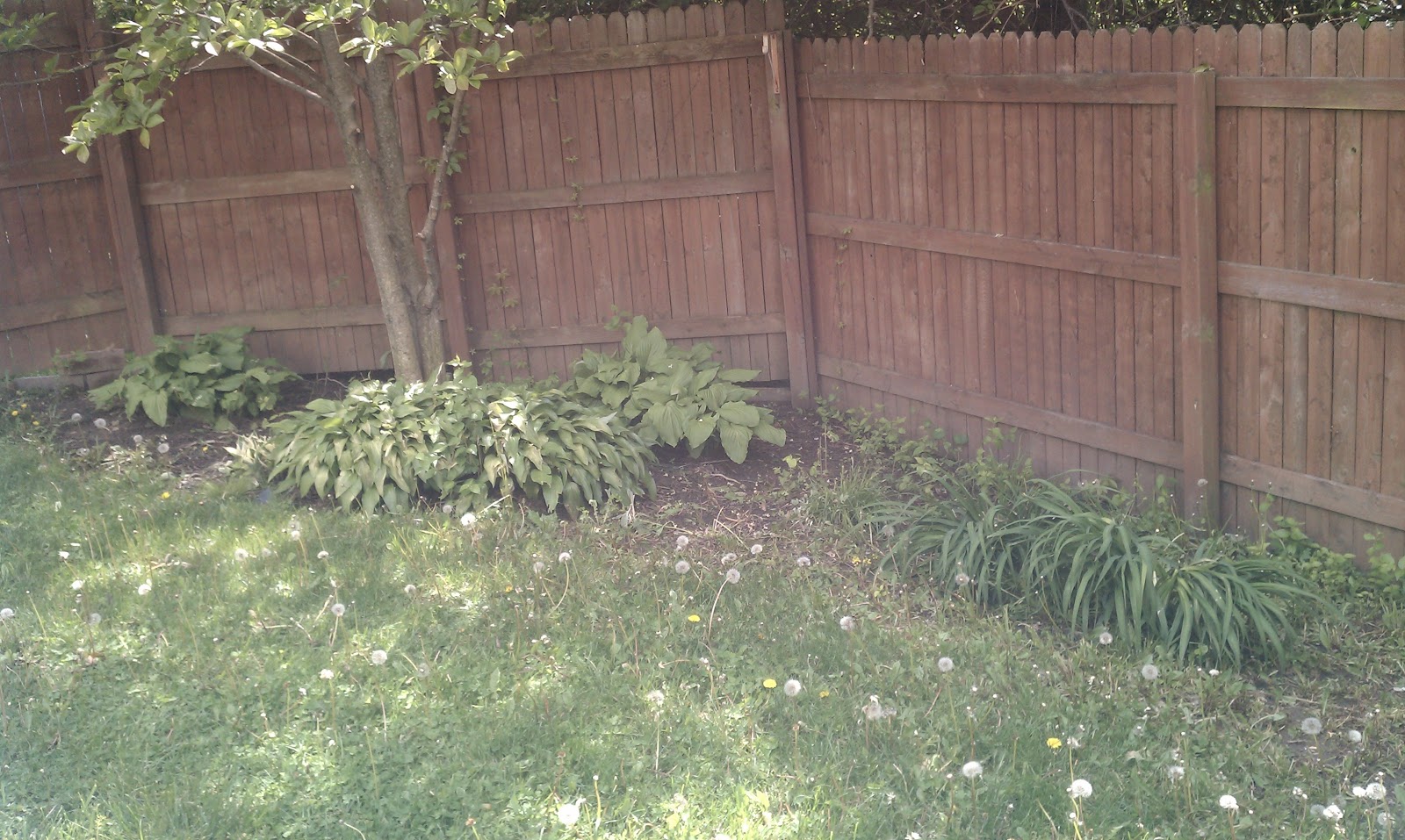 Naptown Nest: The Backyard Mess! - IMAG0110