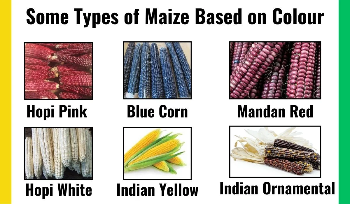 Some Types of Maize Based on  The Seed's Colours