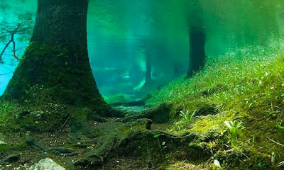 underwater forest - submerged forest