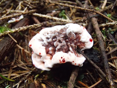 grzyby 2018, grzyby w lipcu, grzyby na Babiej, grzyby chronione, kolczakówka kroplista, siedzuń jodłowy, gałęziaki