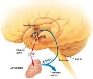 Japanese Encephalitis Virus