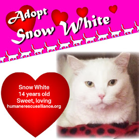 Snow White is a 14-yr-old British Shorthair in need of a home