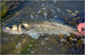 Bass fishing Jim Hendrick