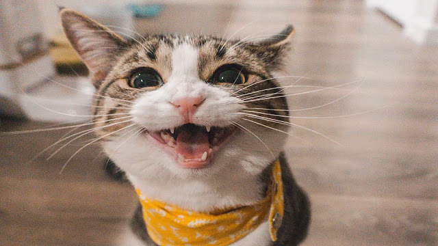 Cat Smiling