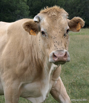 Vaca de Burguete, Navarra