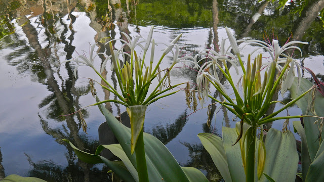 Spider lilies (Crinium)